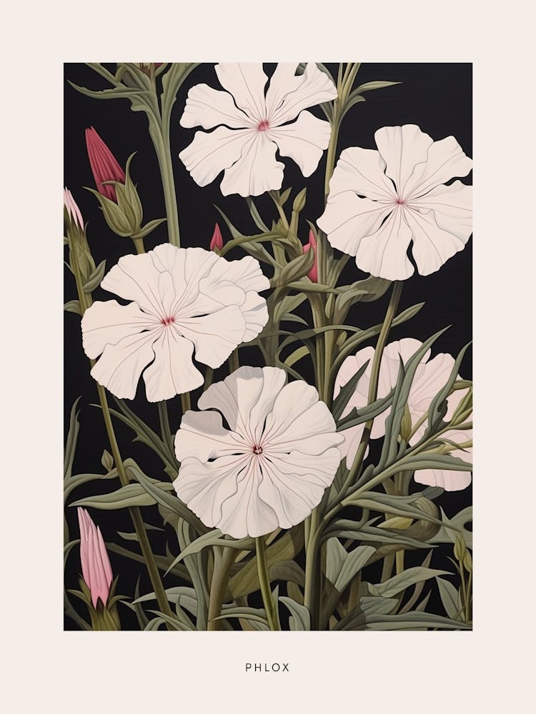 Flower Illustration Phlox 2 Poster