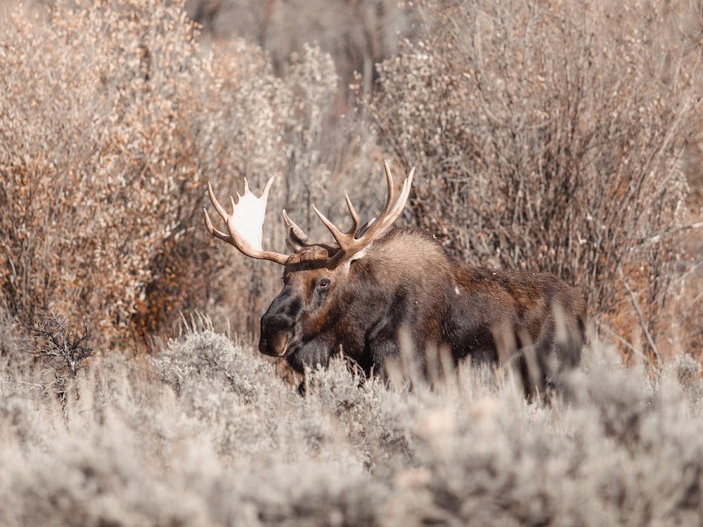 Bull Moose In Brush