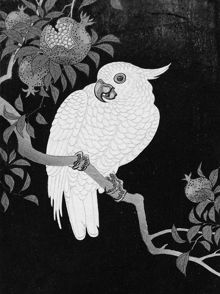 Cockatoo And Pomegranate