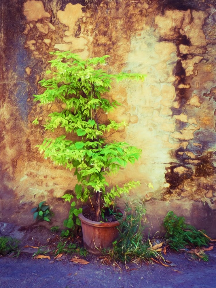 Plant Pot & Decaying Wall