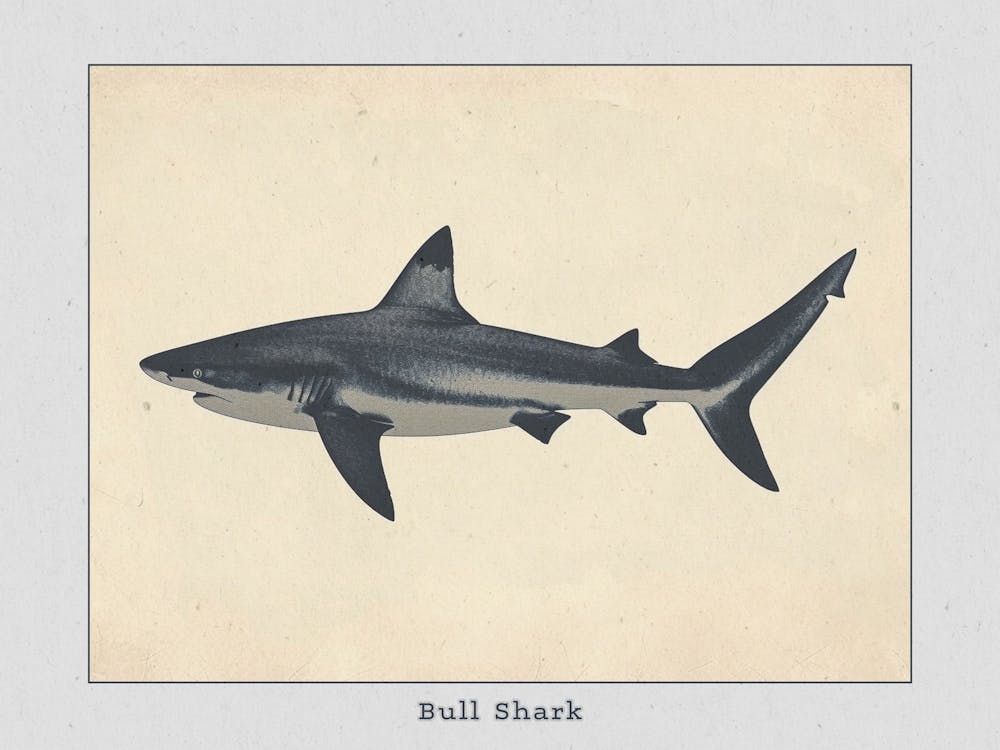 Bull Shark Grey Silhouette 8 Poster