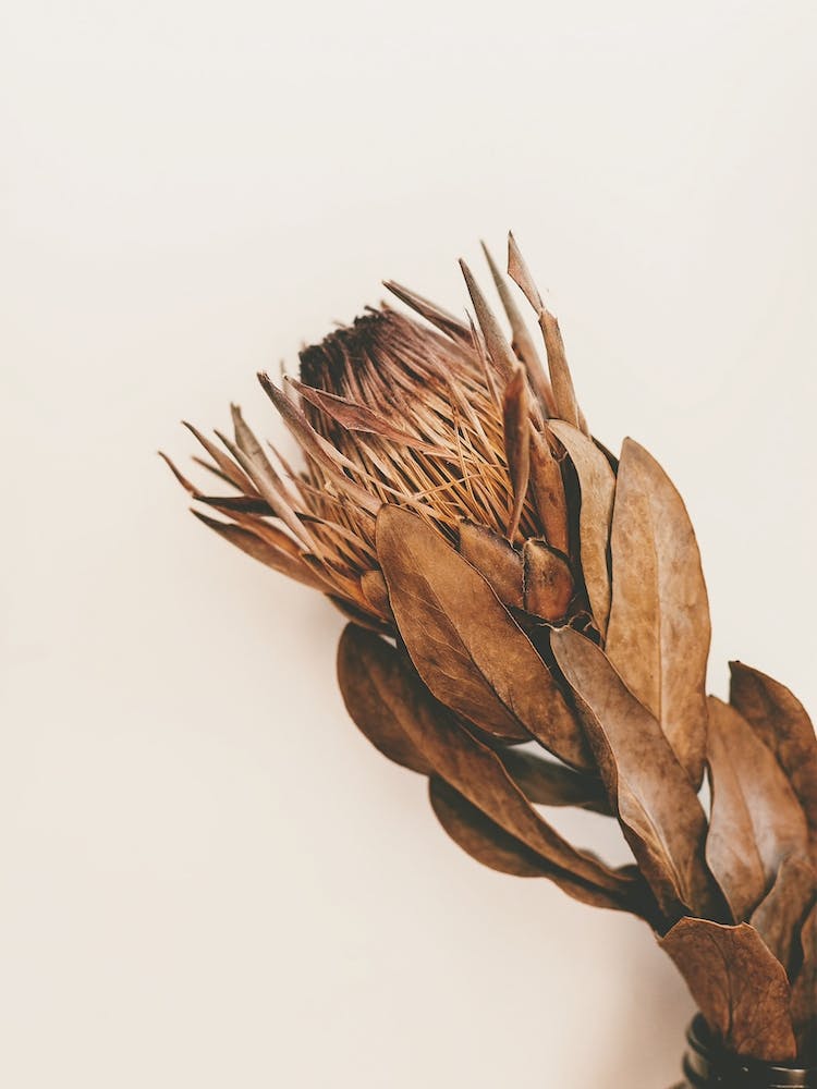 Dried Protea