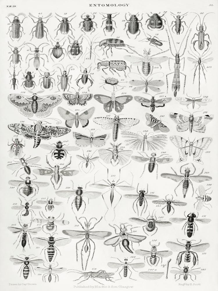 Entomology, Oliver Goldsmith 1