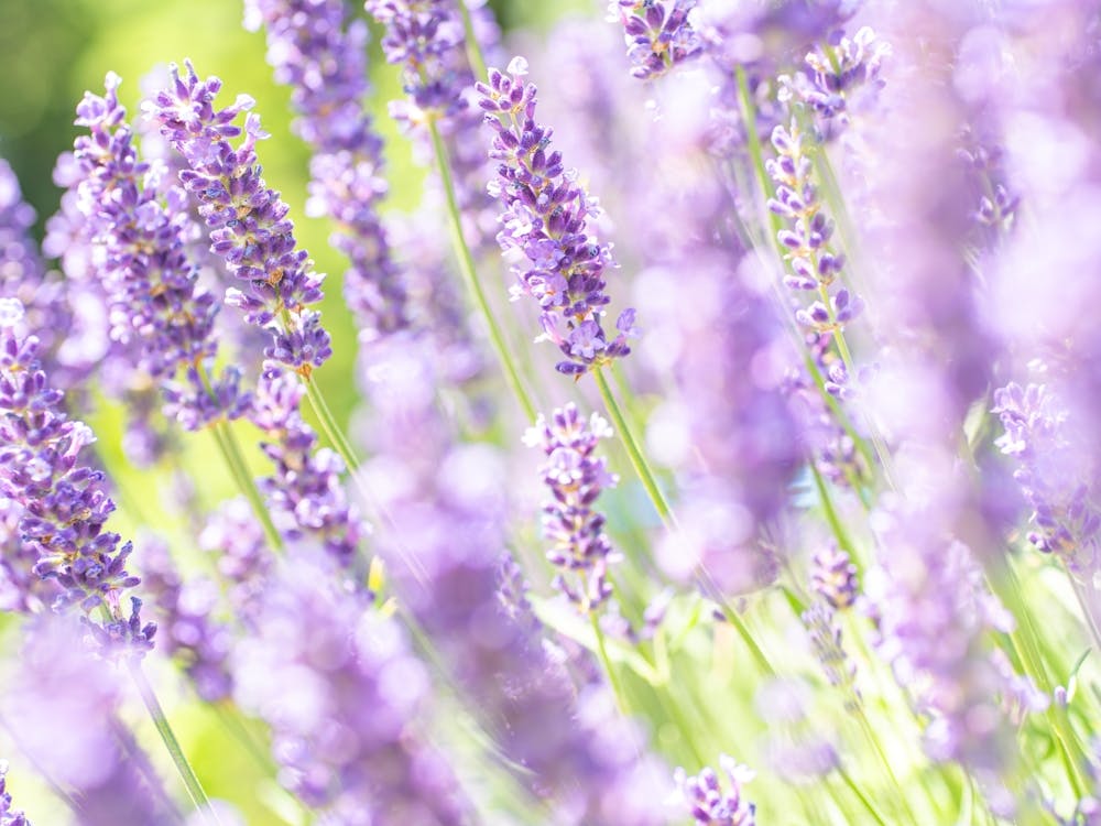 French Lavender Fields