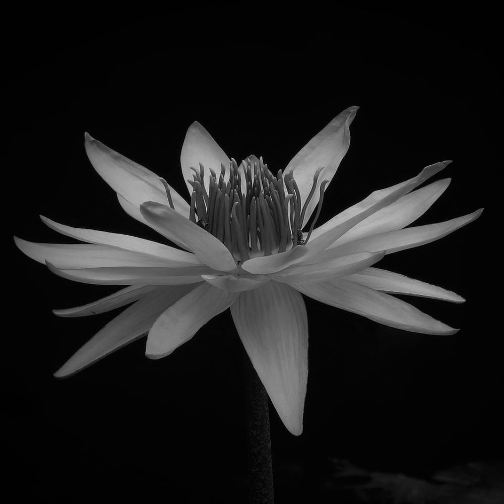 Black And White Lotus Flower