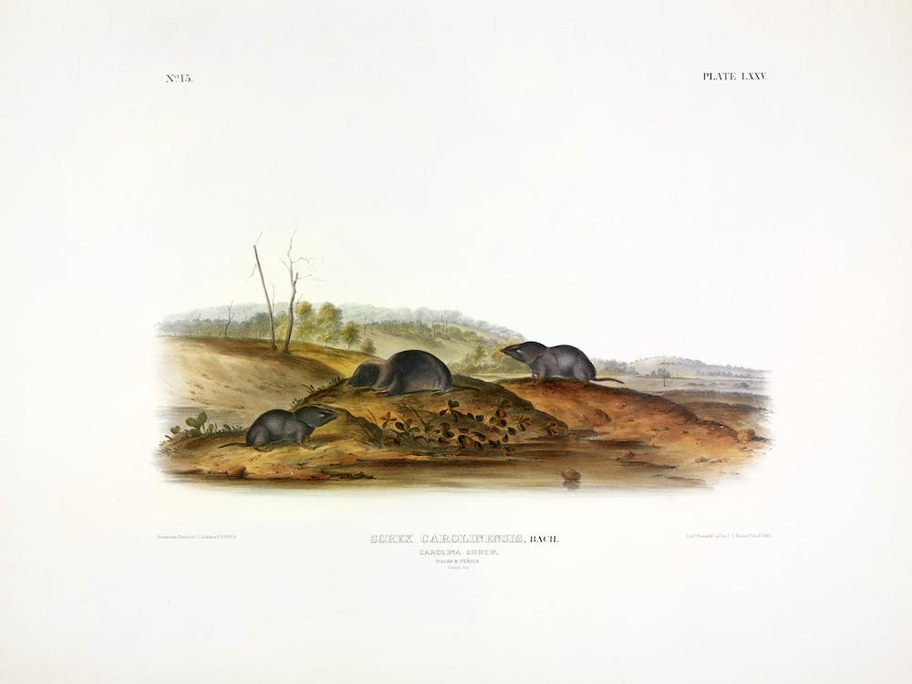 Carolina Shrew, John James Audubon