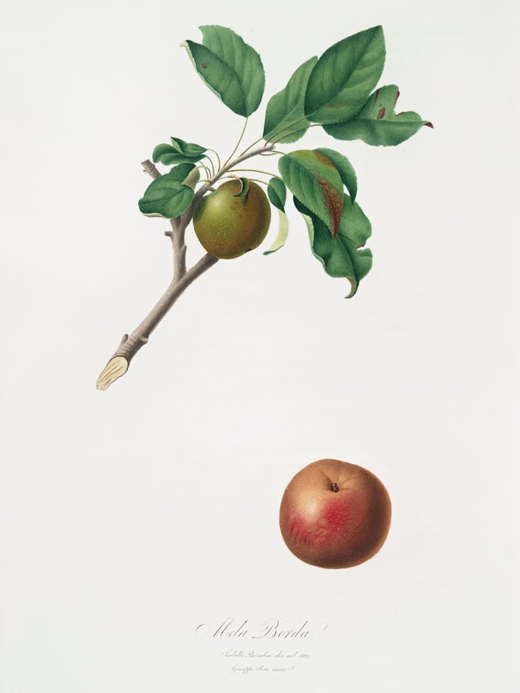 Apple (Malus Ruginea) From Pomona Italiana (1817 - 1839), Giorgio Gallesio