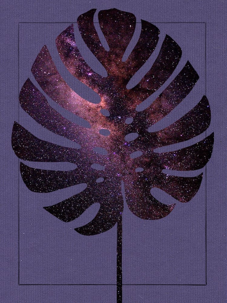 The Milky Way Monstera