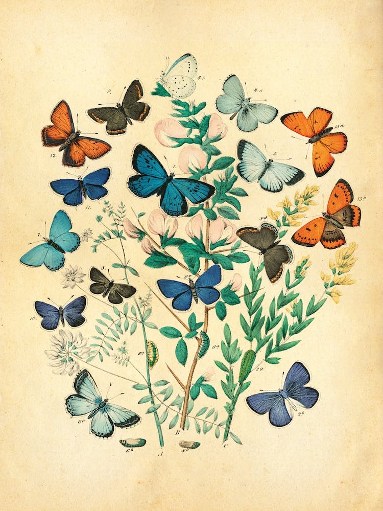 Butterflies