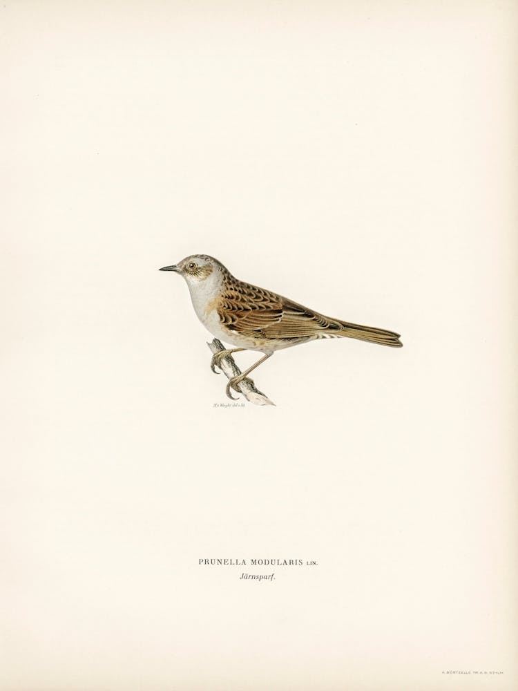 Prunella Modularis, The Von Wright Brothers