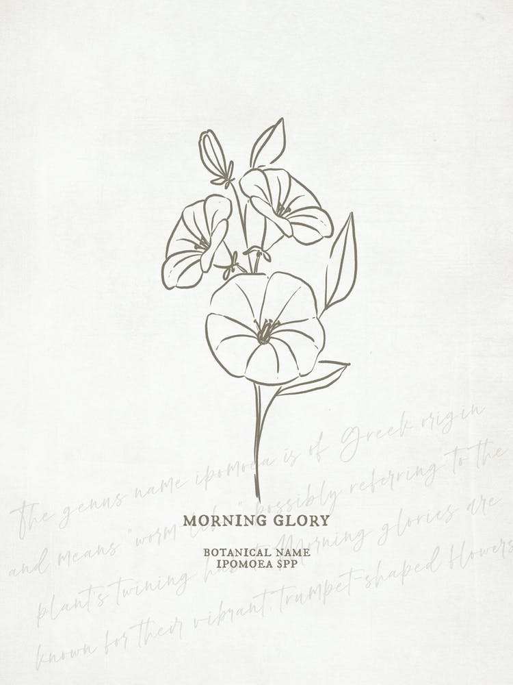 Morning Glory Birth Flower | Antique