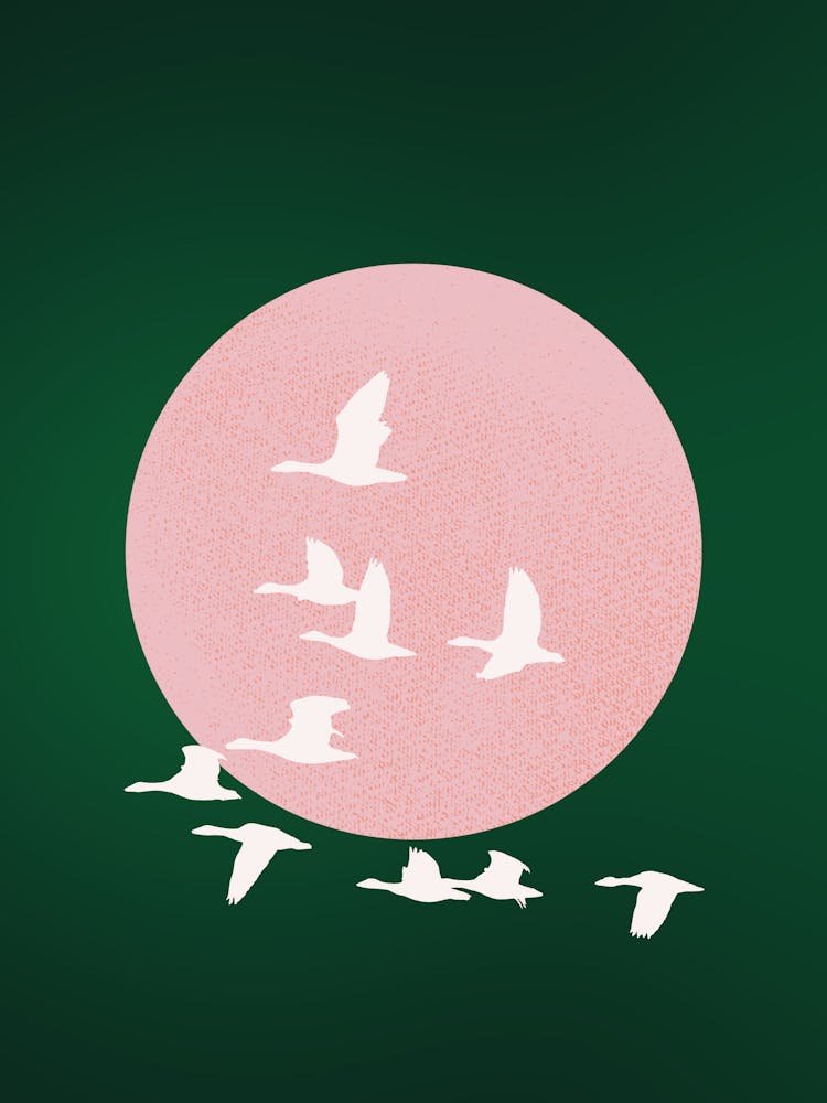 Sun and birds