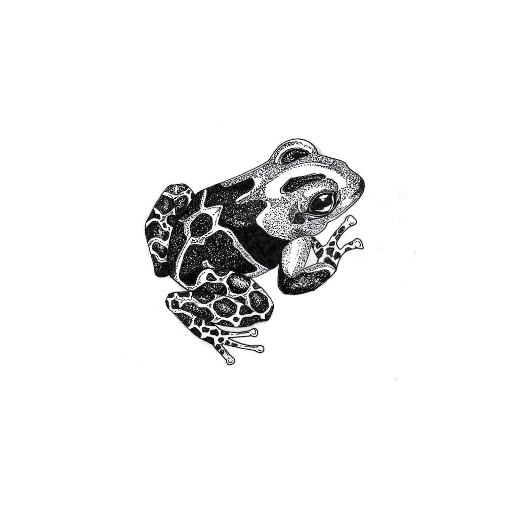 Posion Dart Frog