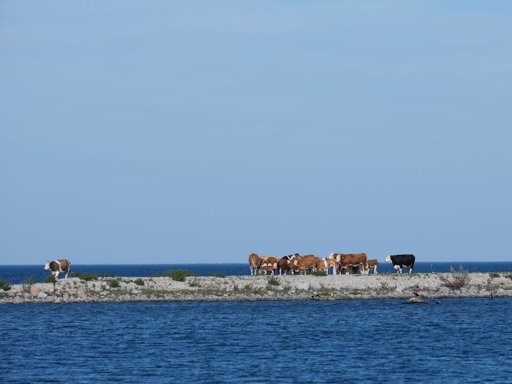 Cows and water 21000