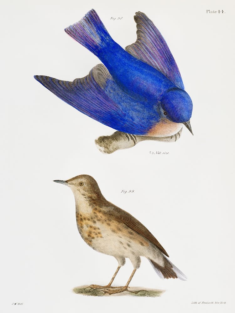 Bluebirds