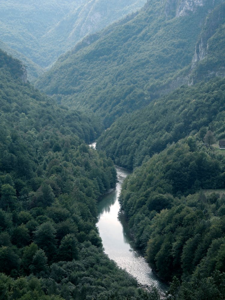 The River Through The Forest