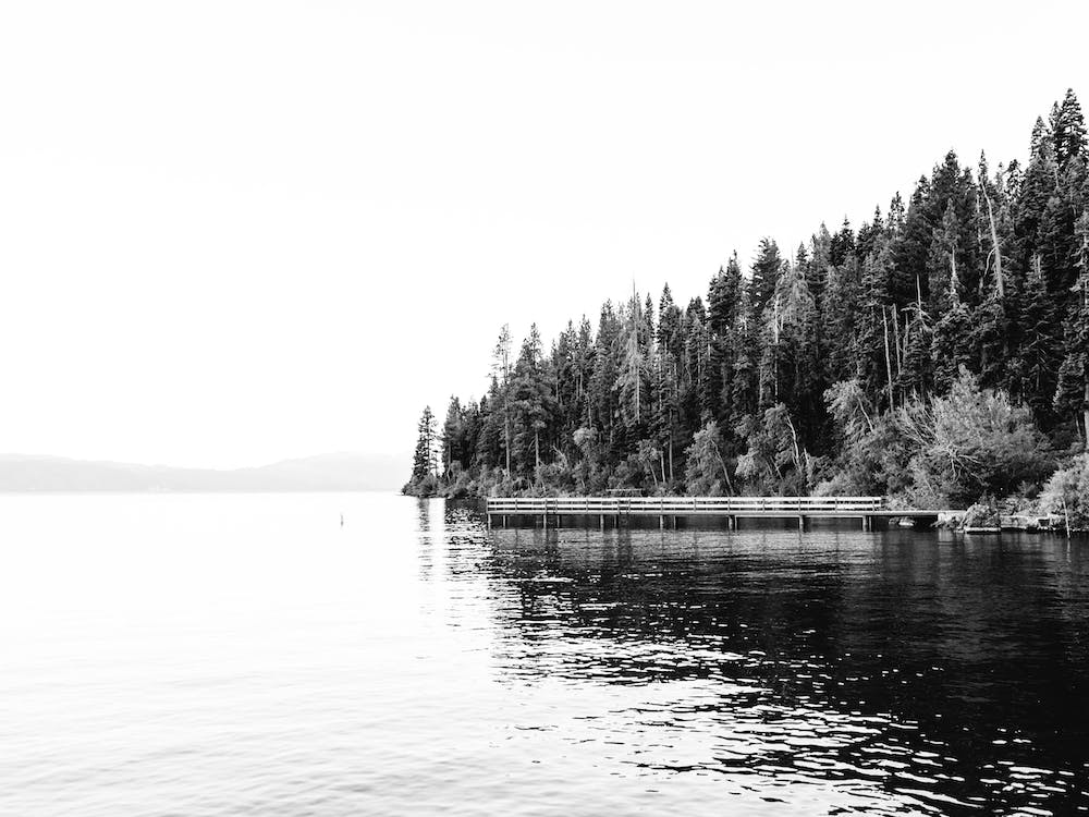Lake Tahoe Trees