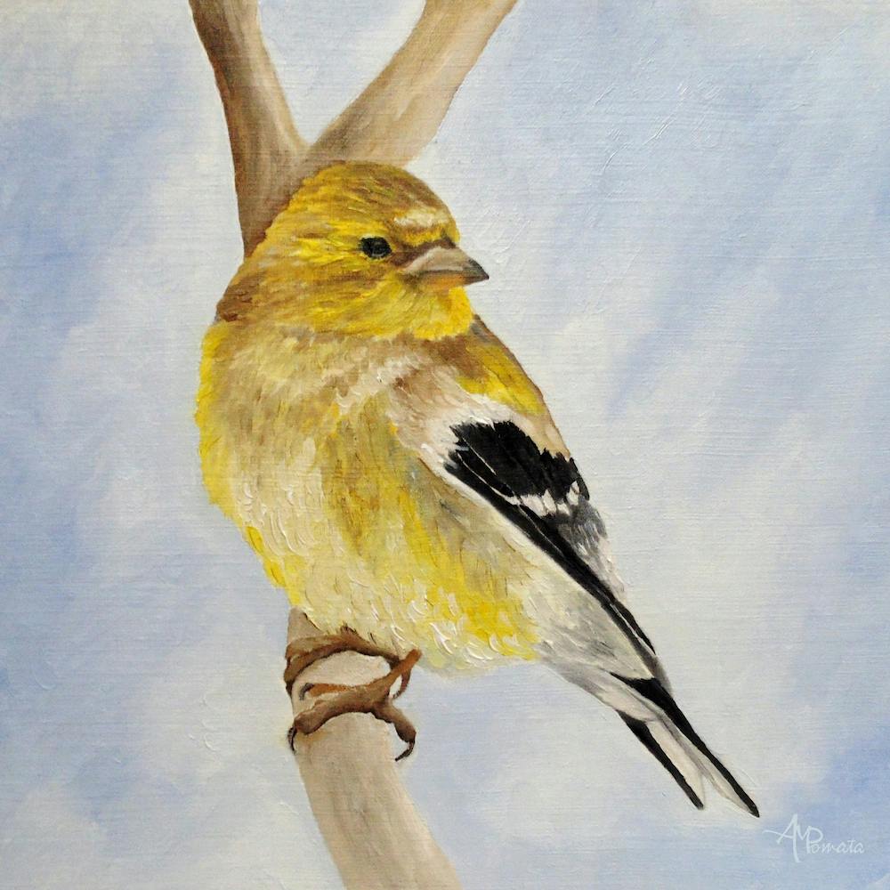 Male American Goldfinch Square