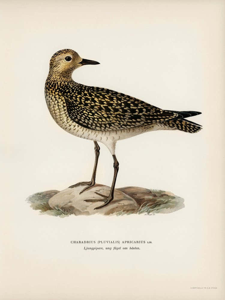 European Golden Plover, The Von Wright Brothers 1