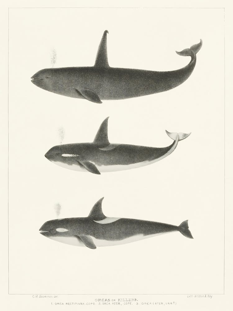 Orca Or Killer Whale, Charles Melville Scammon