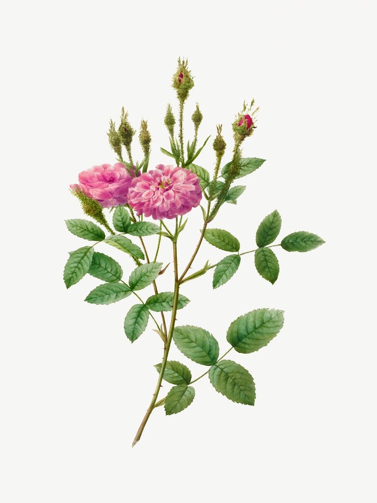 Rosa Pomponiana Muscosa, Pierre Joseph Redoute