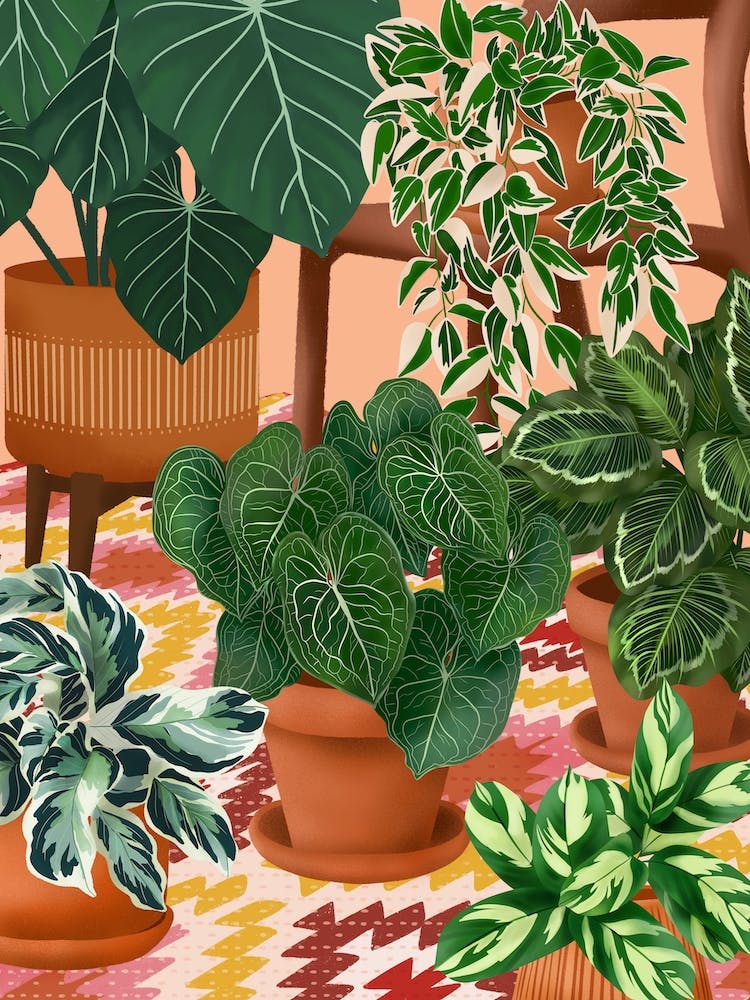 Colourful Plants