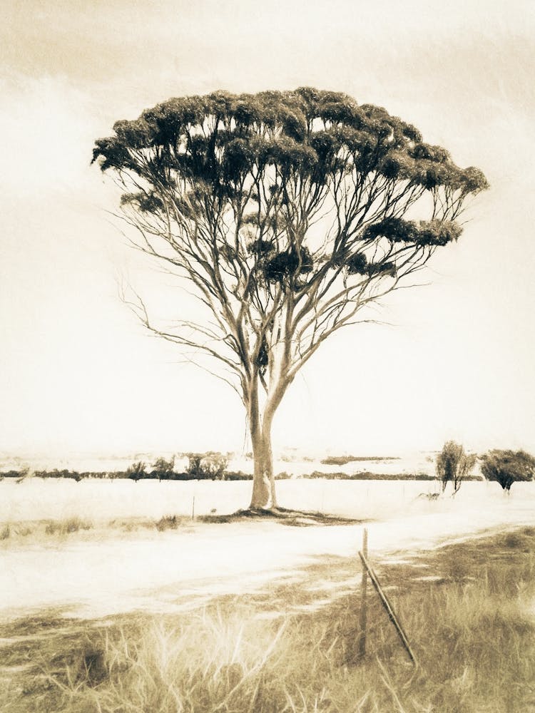 Lone Tree On A Dusty Road Australia