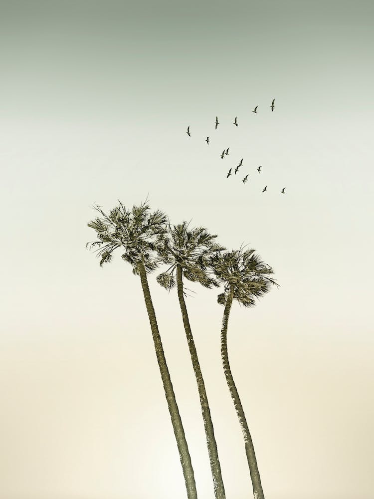 Vintage Palm Trees At Sunset