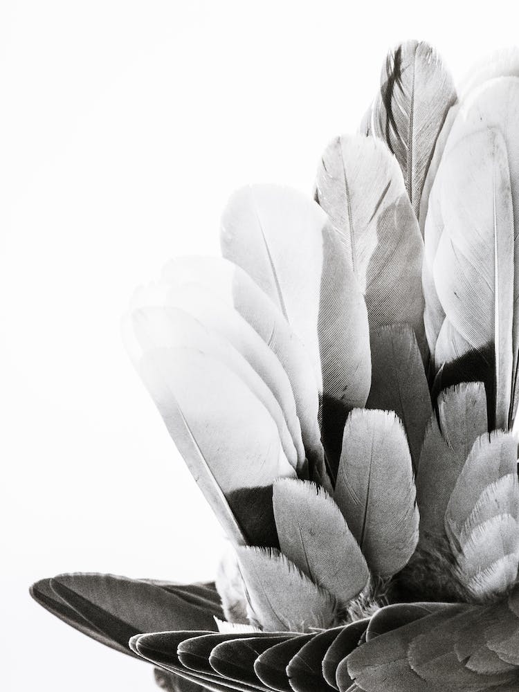 Black And White Feathers