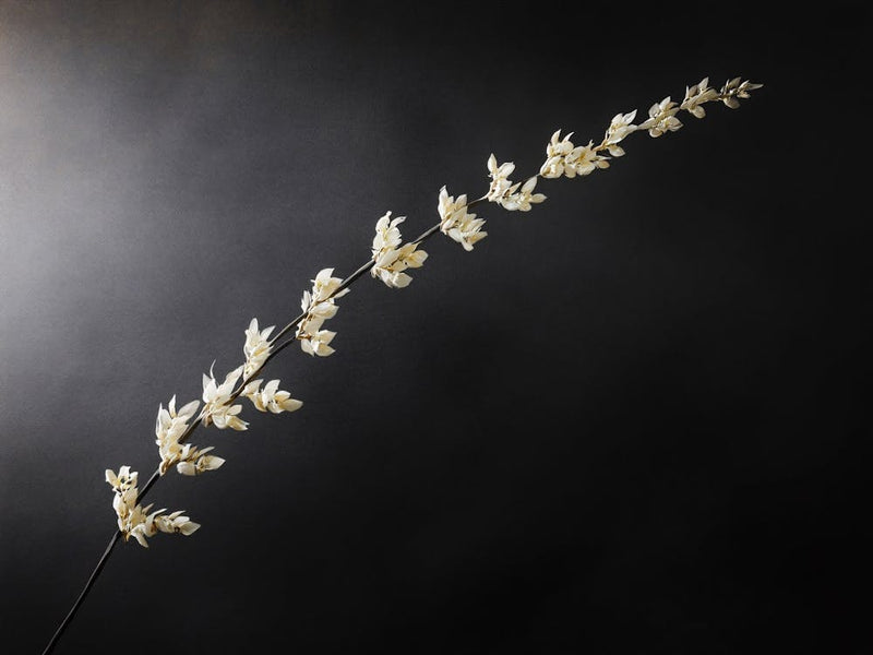 Tall Grass