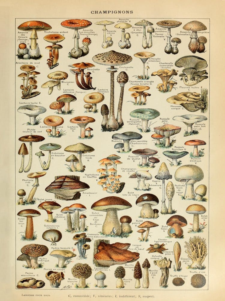 Adolphe Millot Champignons Pour Tous