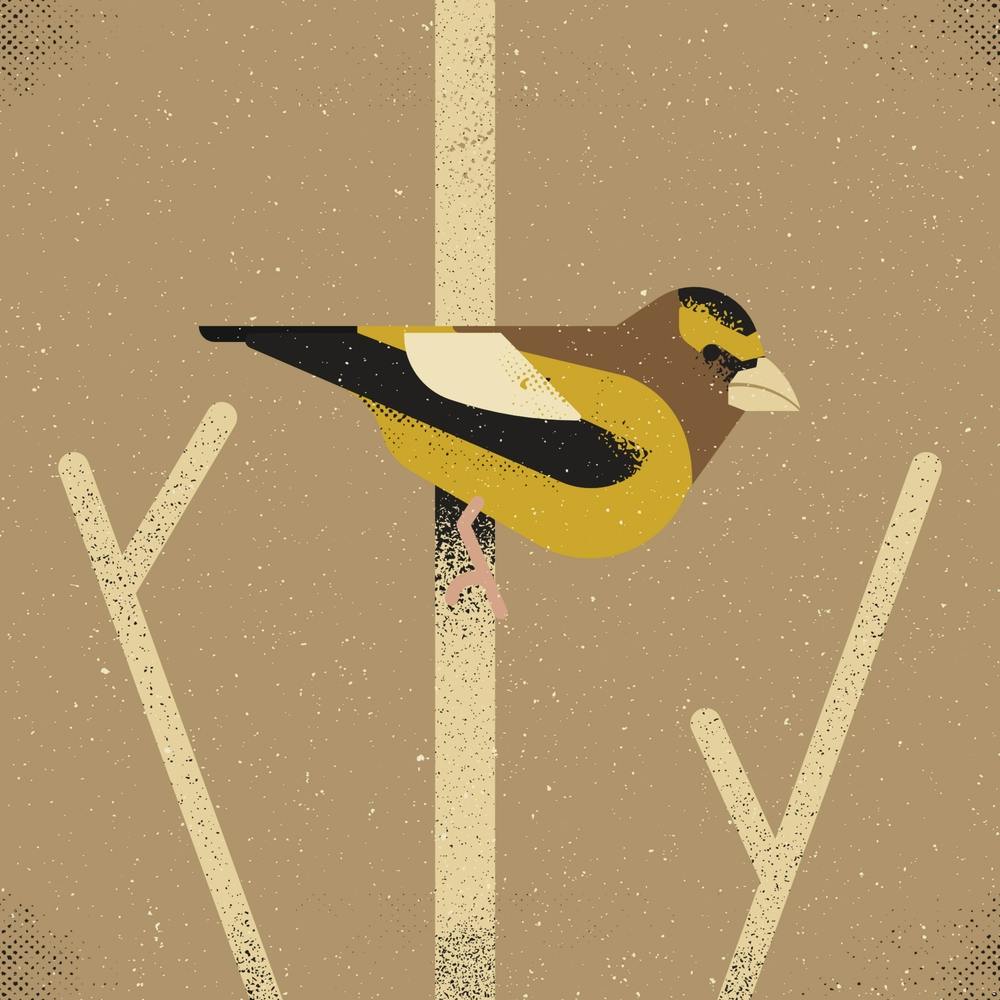 Evening Grosbeak