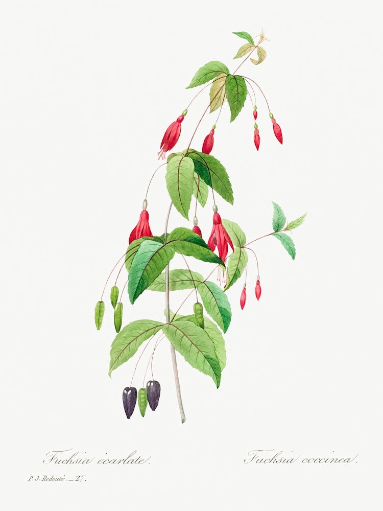Fuchsia, Pierre Joseph Redoute