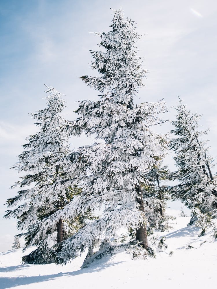 Fir Trees In Snow
