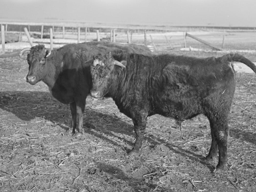 Untitled Photo, Possibly Related To Part Of Shorthorn Cattle Herd Belonging To G H West Near Estherville, Iowa By