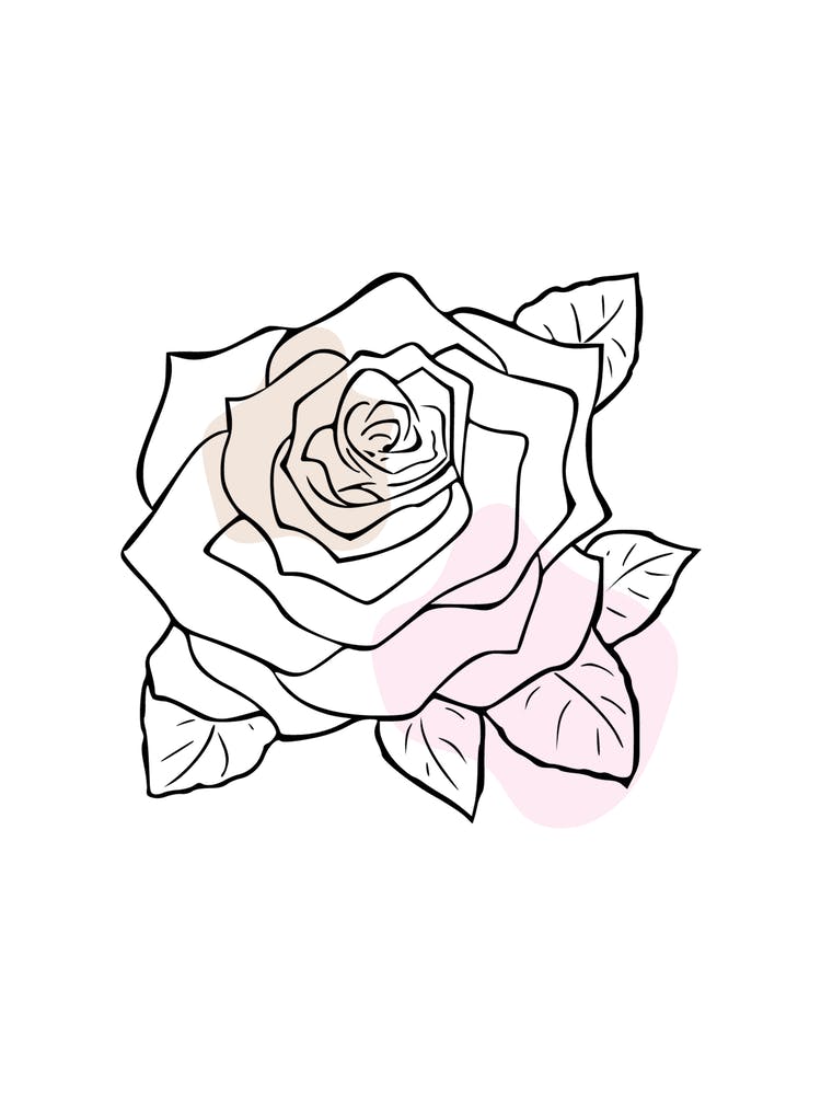 Rose Flower