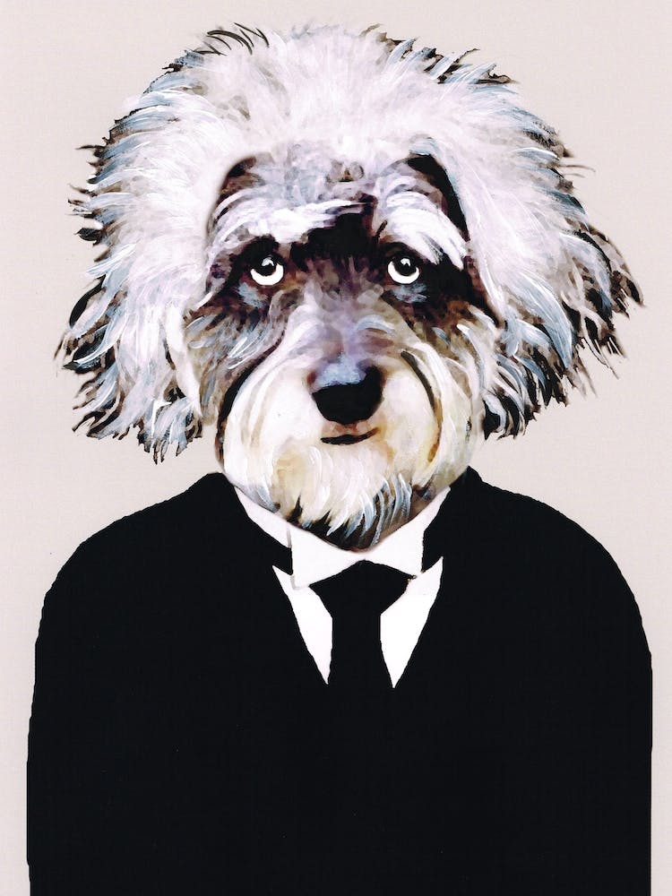 Einstein Schnauzer