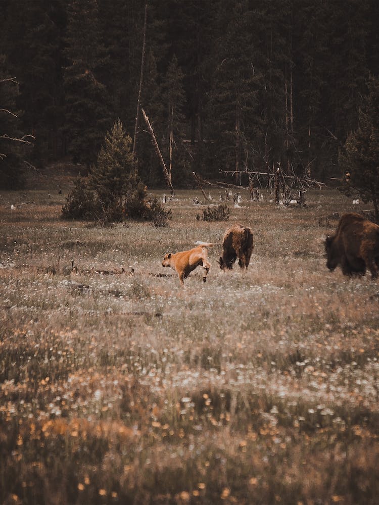 Playful Bison Calf
