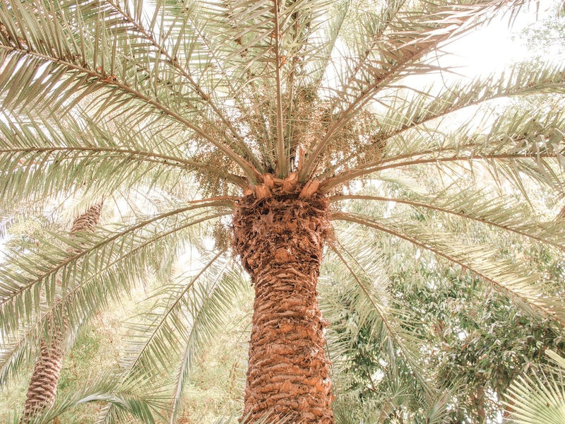 Tropical Palm Tree 2