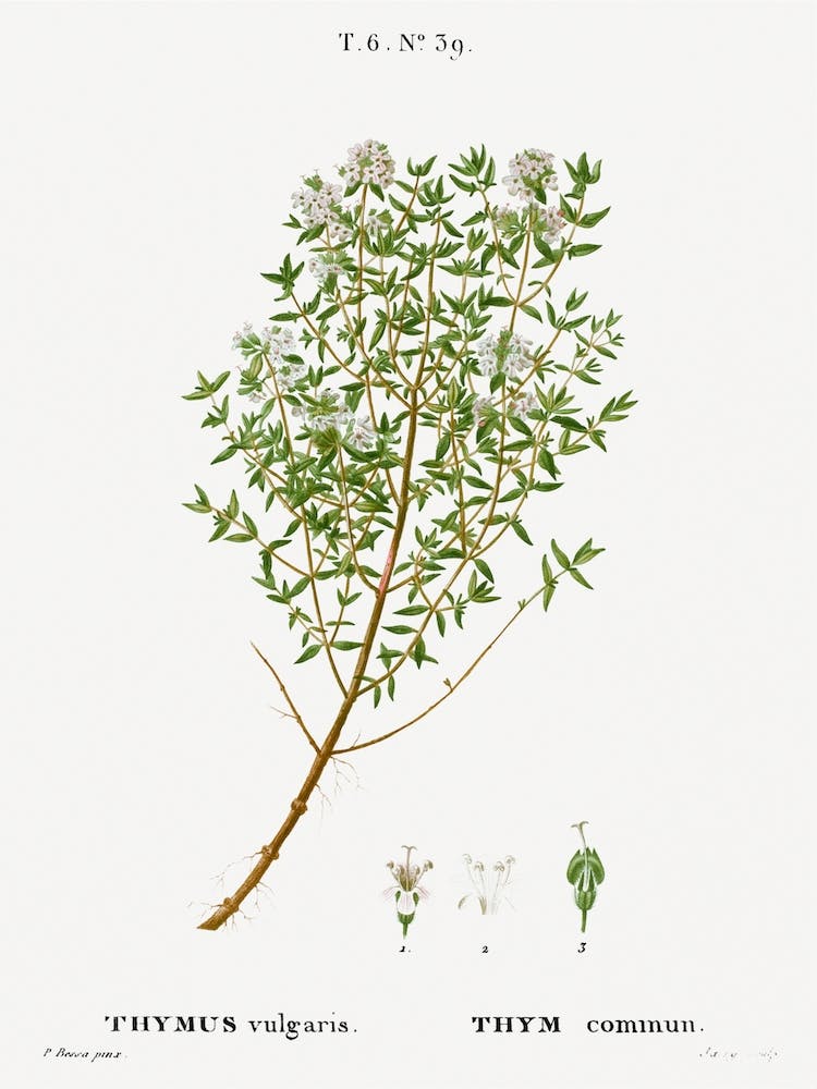 Garden Thyme, Pierre Joseph Redoute