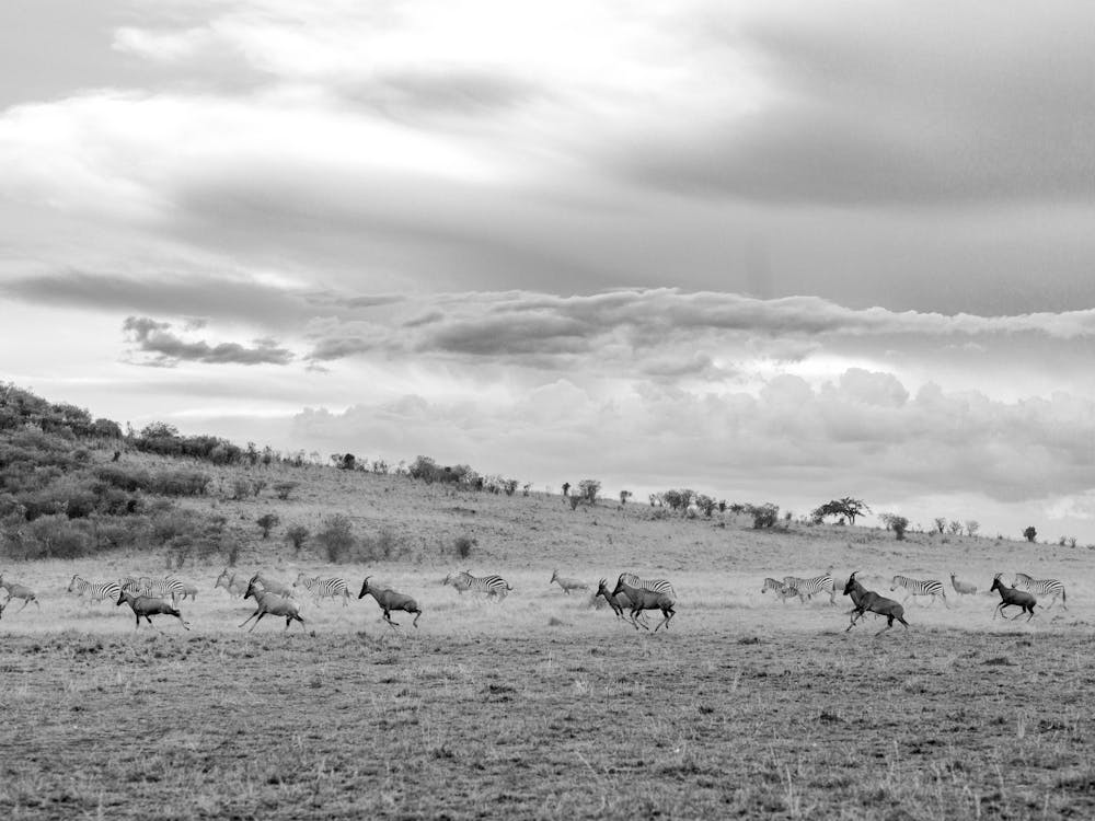 Herd Of Antelopes In The Wild Kenya