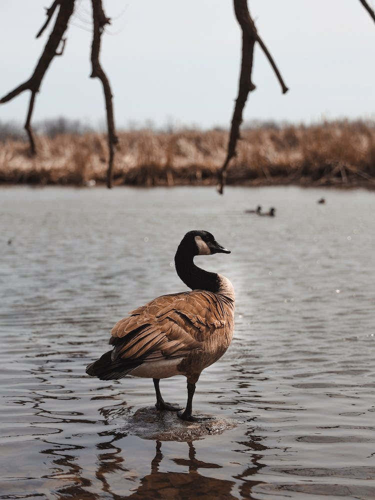 Goose On Lake