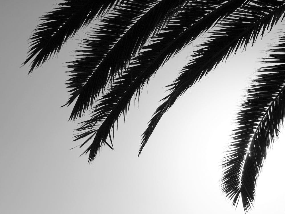 Palm Tree