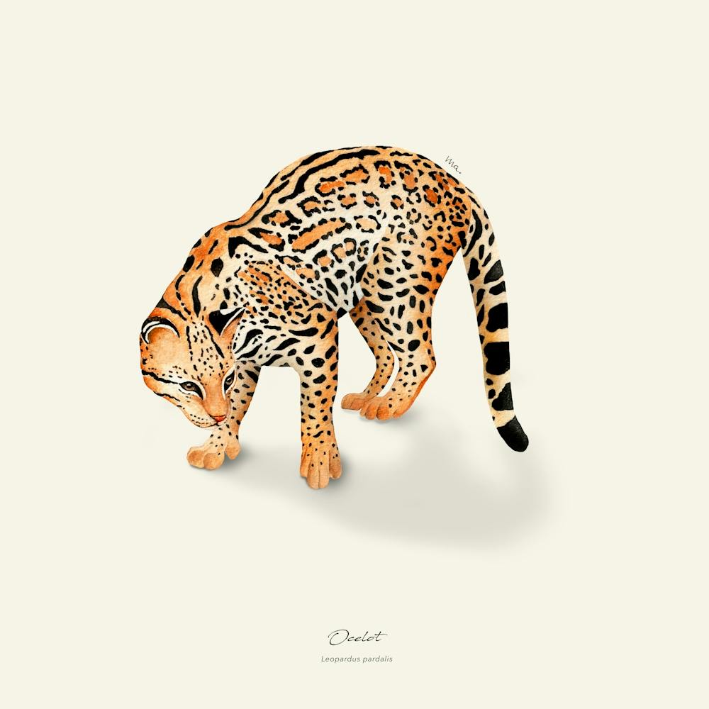 Ocelot