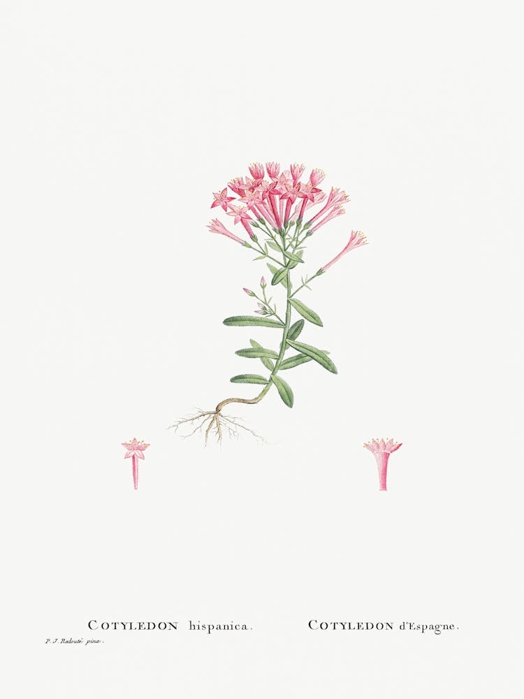 Cotyledon Hispanica, Pierre Joseph Redoute