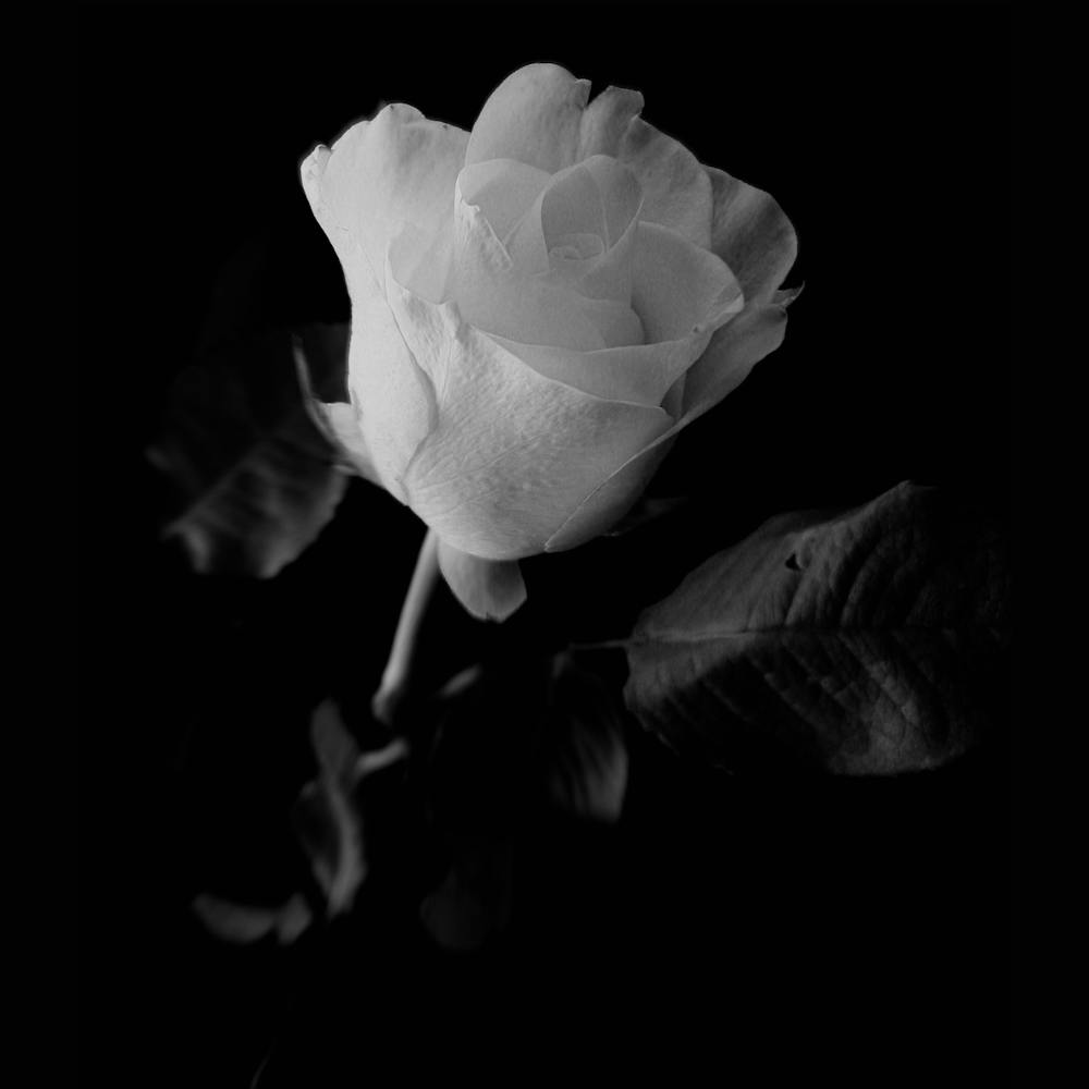 Weiße Rose 2