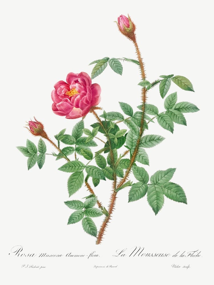 Anemone Flowered Rose Muscosa, Pierre Joseph Redoute