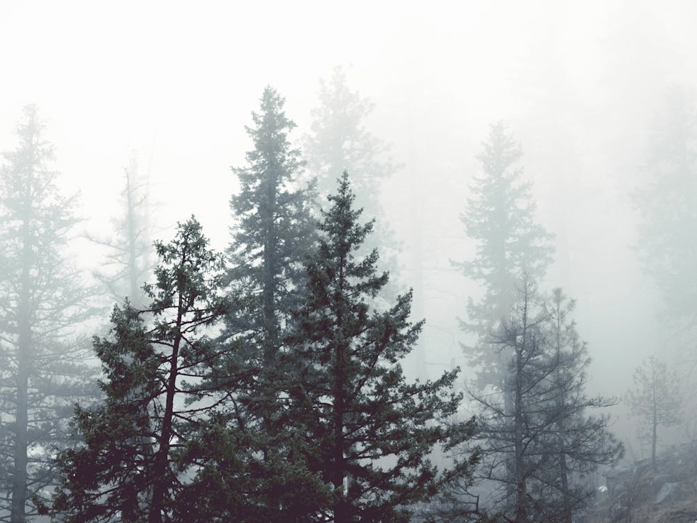 Pacific Northwest Forest Dreams