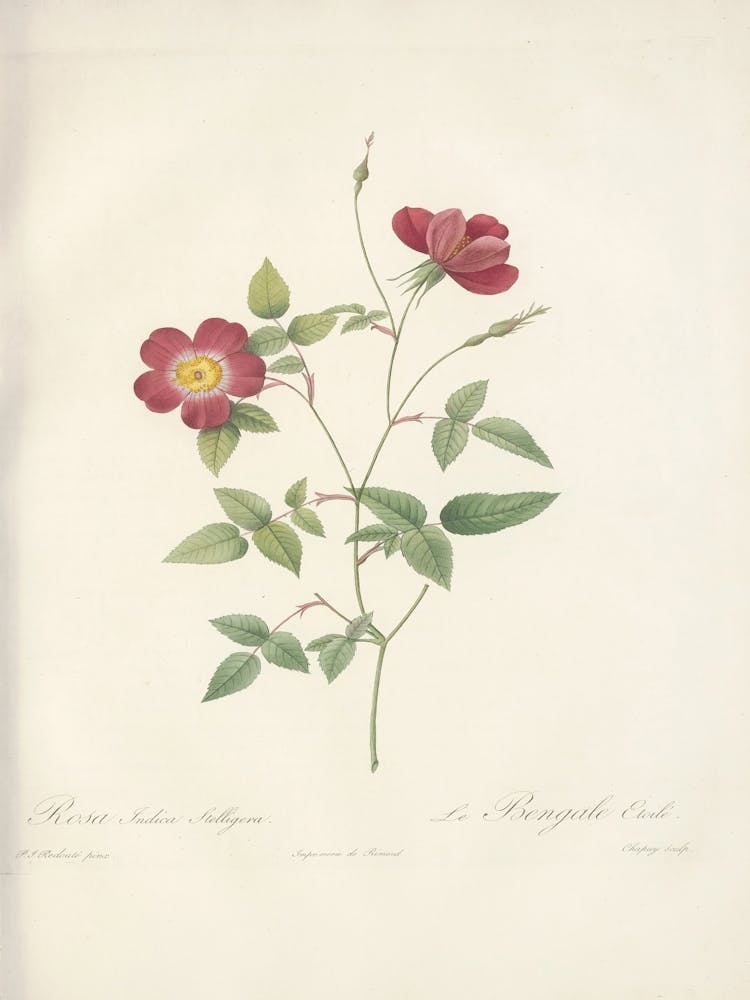 Rose Illustration, Pierre Joseph Redoute (53)