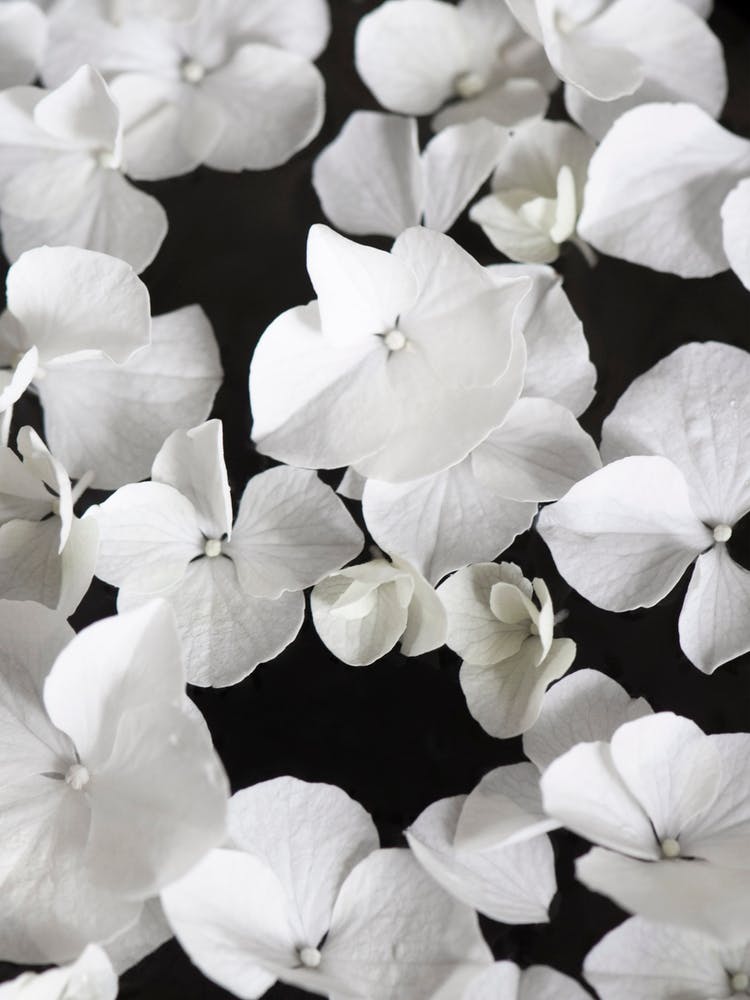 White Beauty On Black